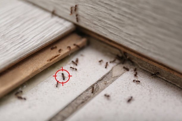 Best Residential Pest Control  in Amelia, LA