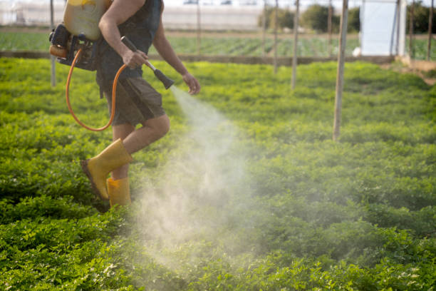 Best Local Pest Control Services  in Amelia, LA