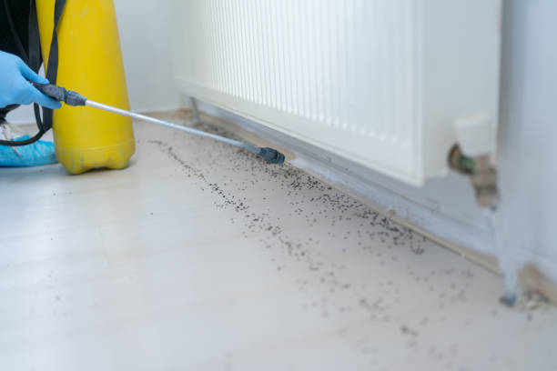 Best Termite Control Services  in Amelia, LA